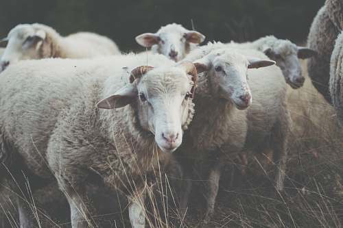 sheep herd of sheep on grass mammal