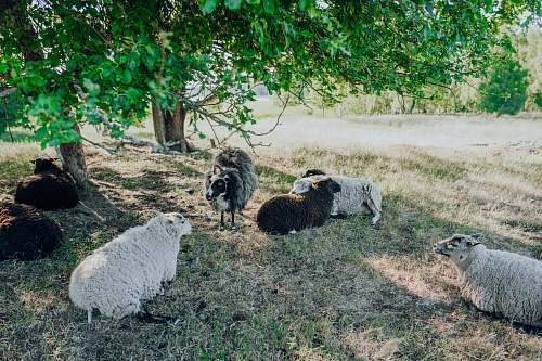 mammal herd of white and black sheeps sheep