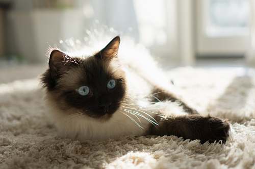 cat Himalayan cat lying on fleece mammal