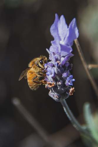 bee honey bee sniff on lavender honey bee
