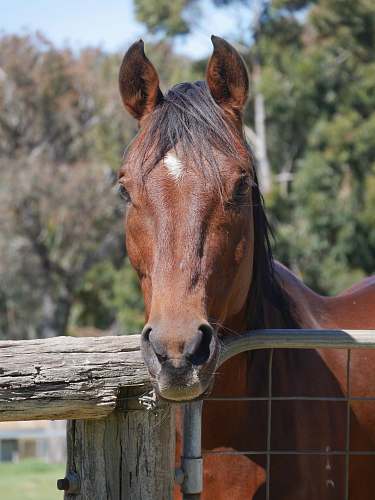 mammal horse inside pen horse