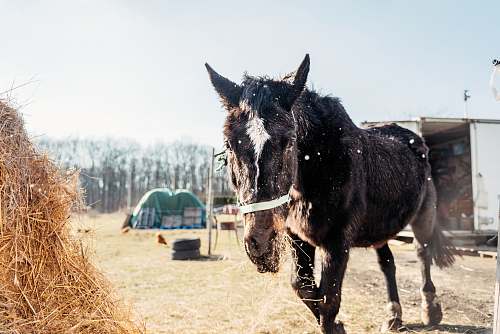 mammal horse near food horse