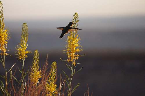 bird hummingbird flying around grass agelaius