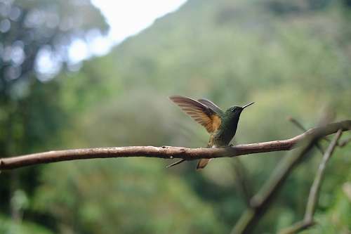 bird hummingbird perching on branch hummingbird