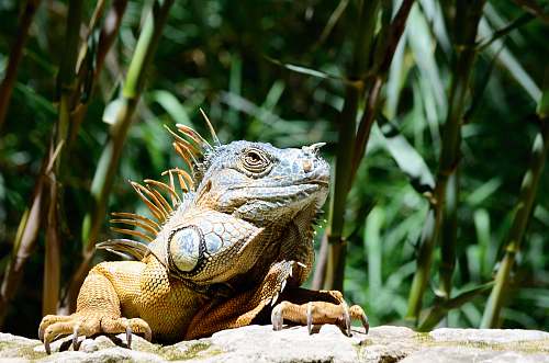 iguana iguana on rock near plants lizard