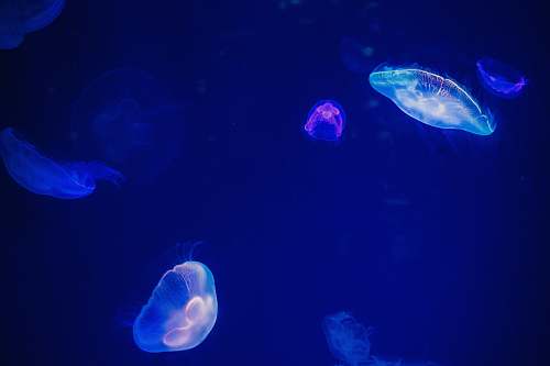 jellyfish jelly fishes sea life