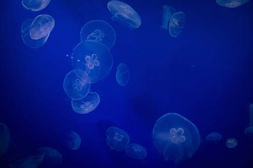 blue jellyfish underwater jellyfish