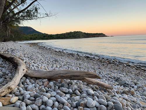 wood landscape photography of seacoast reptile