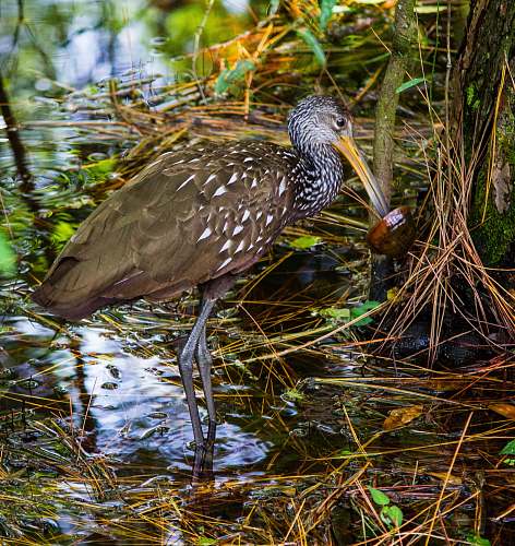 bird limpkin bird on body of water outdoors