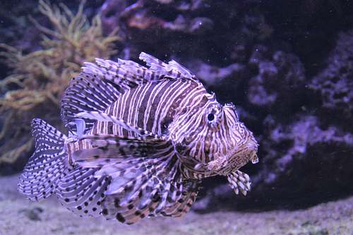nature lion fish water