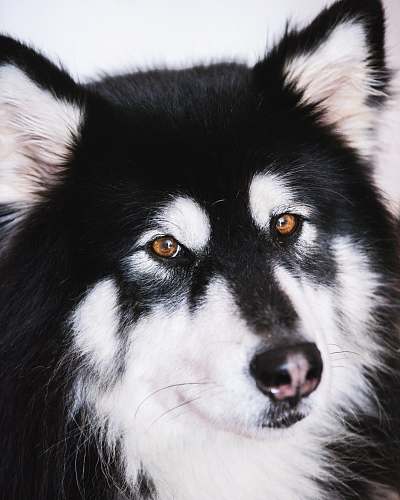 canine long-coated black and white dog dog