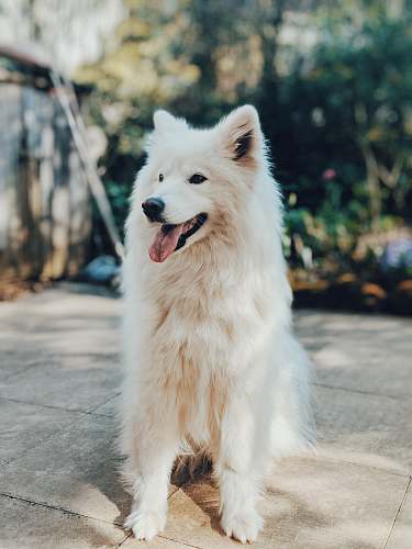 dog long-coated white dog pet