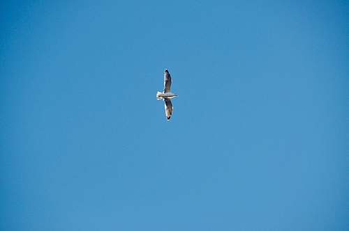 bird low angle photography of bird flying above during daytime flying