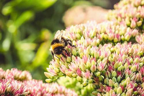 bee macro photography of a bumble bee on flowers insect