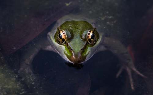 wildlife macro photography of green frog frog