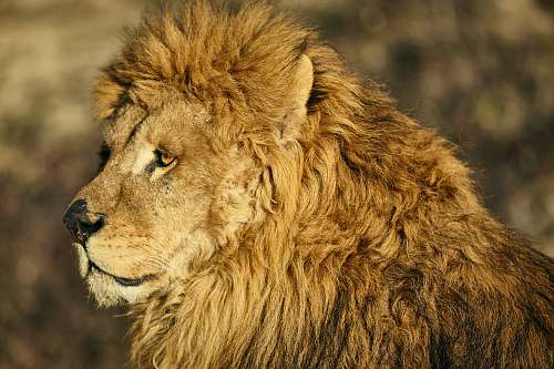wildlife male lion lion