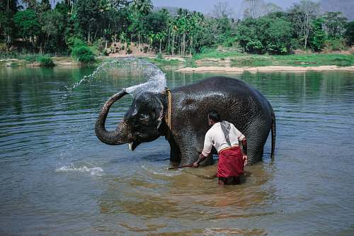 mammal man near elephant taking bath at river during daytime elephant