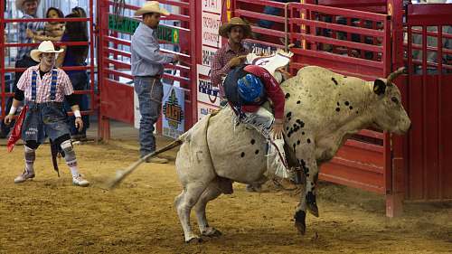 human man on bull in rodeo person