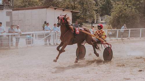 horse man on carriage mammal