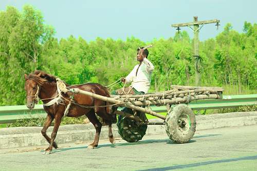 mammal man riding carriage connected to horse horse