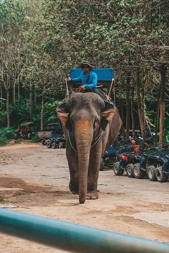 mammal man riding elephant during daytime elephant