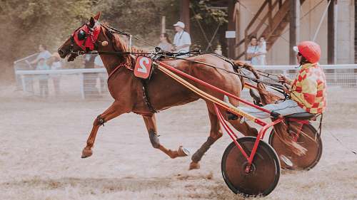 mammal man riding on horse carriage horse