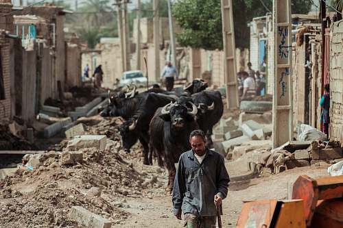 cattle man wearing black collared button-up long-sleeved shirt holding stick while walking and water buffalo following him cow