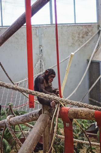 ape monkey on playset mammal