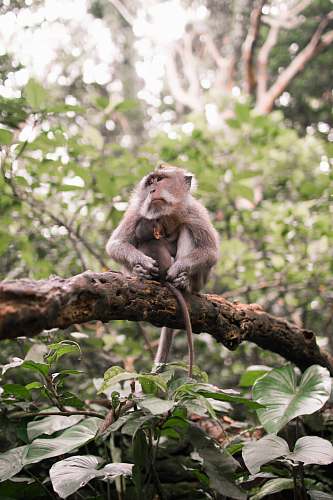 wildlife monkey on top of tree branch monkey