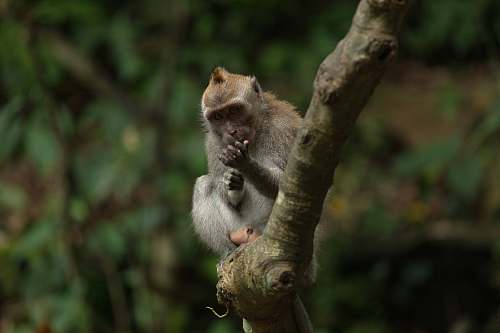 mammal monkey sitting on tree branch monkey