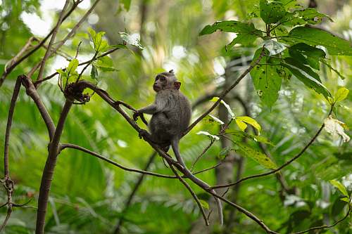 monkey monkey sitting on tree wildlife