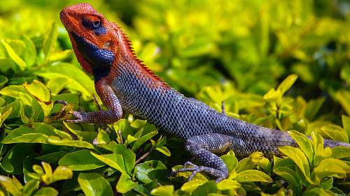 reptile orange and gray Iguana standing on plant lizard