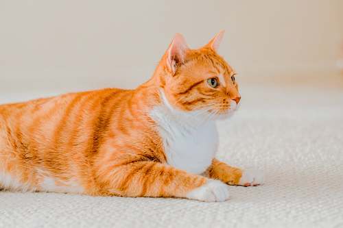 cat orange and white tabby cat pet