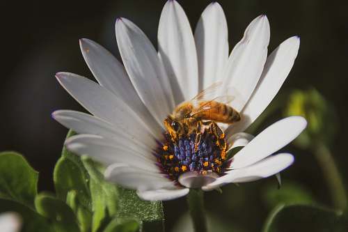 bee orange bee perch on white petaled flower honey bee