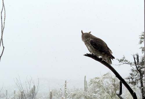 bird owl on tree accipiter