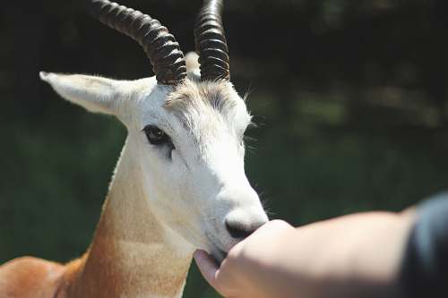 antelope person feeding antelope gazelle