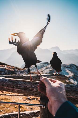 bird person reaching for a bird perched on wooden rail at daytime person