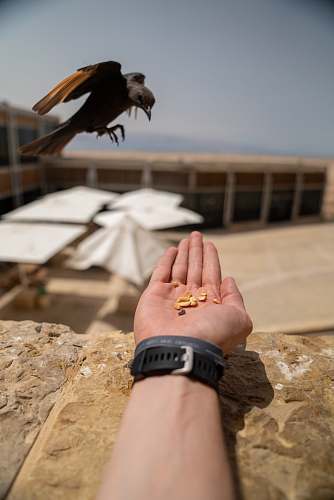bird person's left palm with nuts human