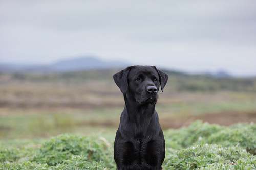 dog photo of adult black Labrador retriever pet
