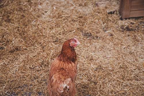 bird photo of brown chicken on hay chicken