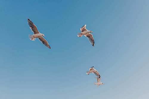 flying photo of four Seagull birds midair bird