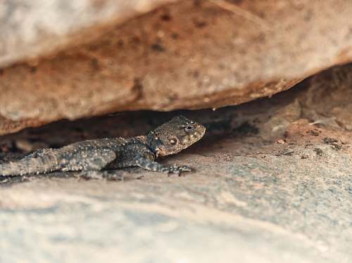 lizard photo of gray lizard reptile