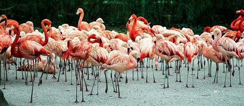 bird photo of group of flamingos flamingo