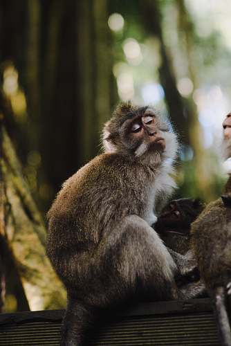 mammal photo of two brown monkey on black surface monkey