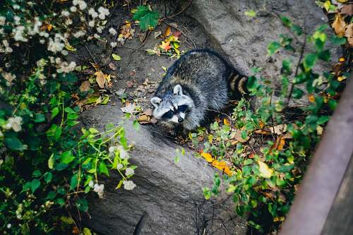 plant photo of wild raccoon raccoon
