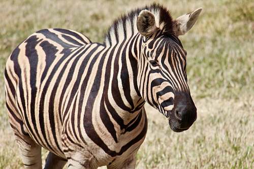 mammal photo of zebra zebra
