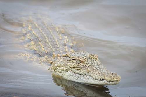 reptile photography of brown and gray crocodile floating on body of water crocodile
