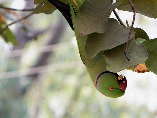 bird photography rose-ringed parakeet pearching on brown leaves during daytime parrot