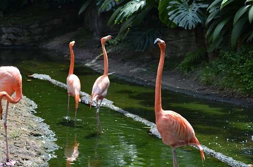 bird pink flamingo during daytime flamingo