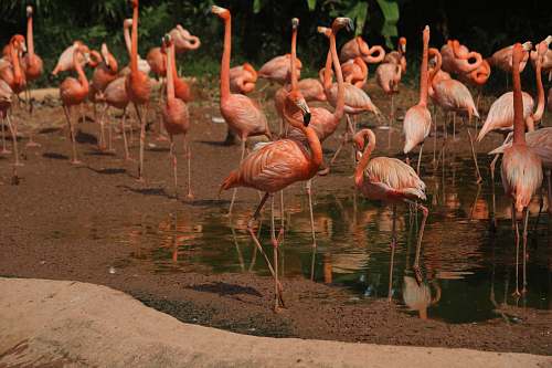 bird pink flamingos on brown land flock